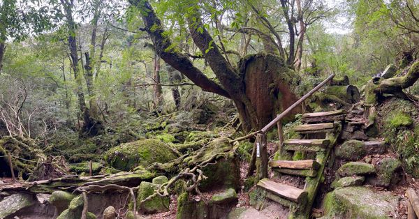 日本・屋久島「初めての屋久島⛰」の写真：苔むす森

ここから1人撮影タイム📸
な...