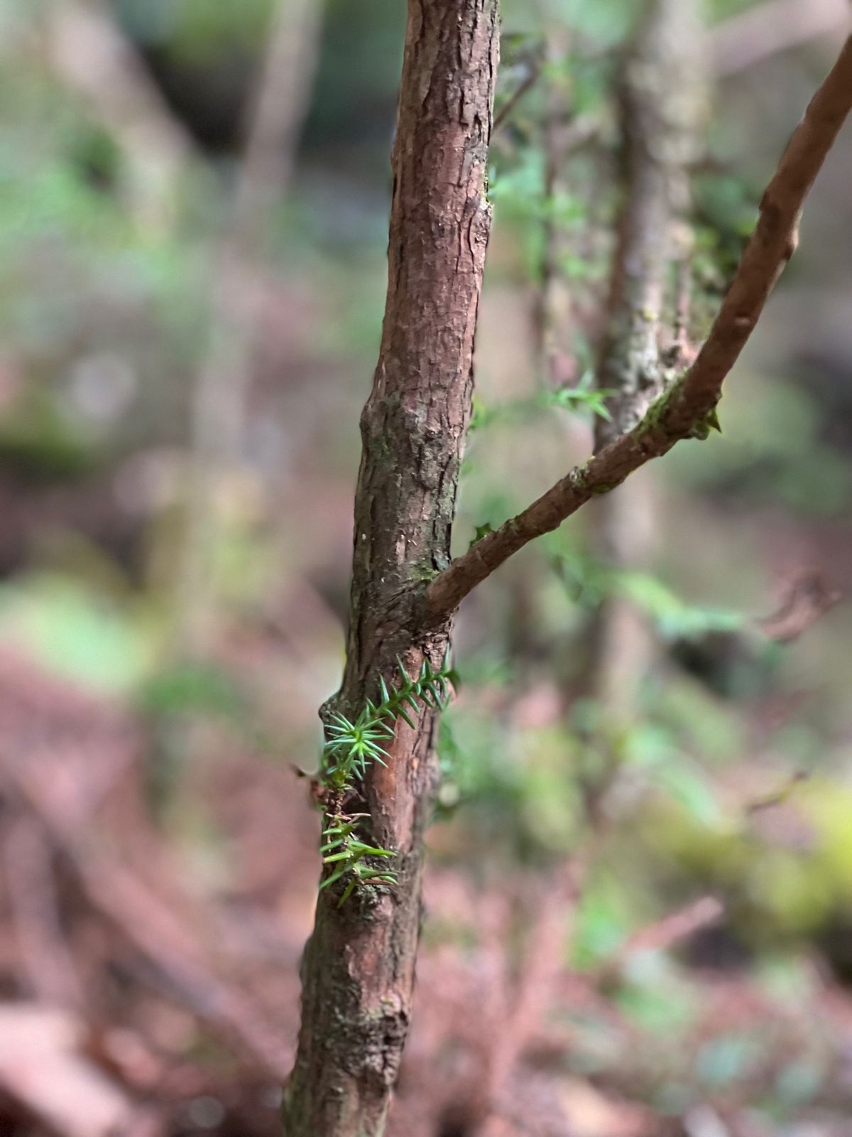 屋久杉の赤ちゃん達🌱

1枚目が2〜3年
2枚目が4〜5年
3枚目が7〜8...