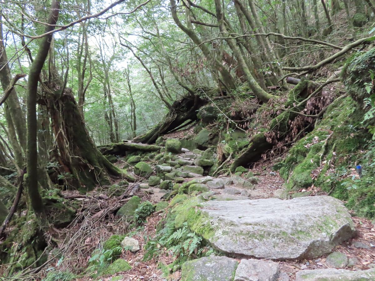 屋久杉の大きさもさることながら
巨石の大きさにも圧倒される
