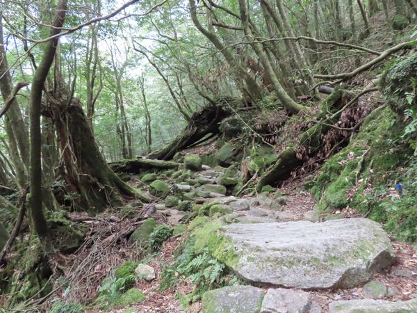 日本・屋久島「初めての屋久島⛰」の写真：屋久杉の大きさもさることながら
巨石の大...