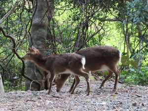 隣の小さい子は赤ちゃんかなぁ？🦌