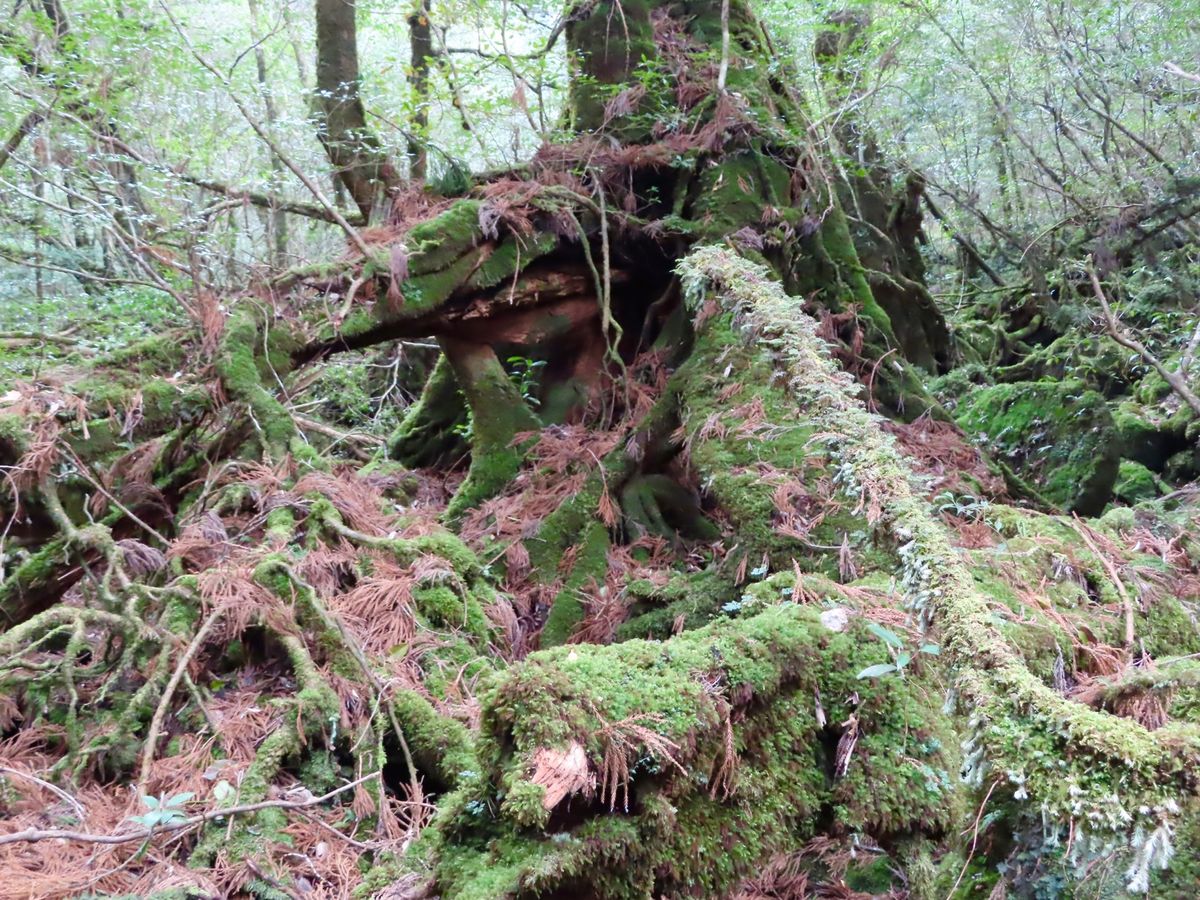 苔むす森

ここから1人撮影タイム📸
なかなかもののけ姫のように幻想的には...