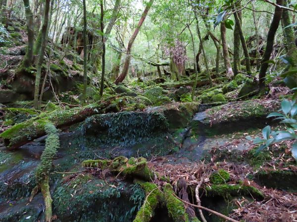 日本・屋久島「初めての屋久島⛰」の写真：徐々に苔で満ちた世界になってきて
雲水峡...