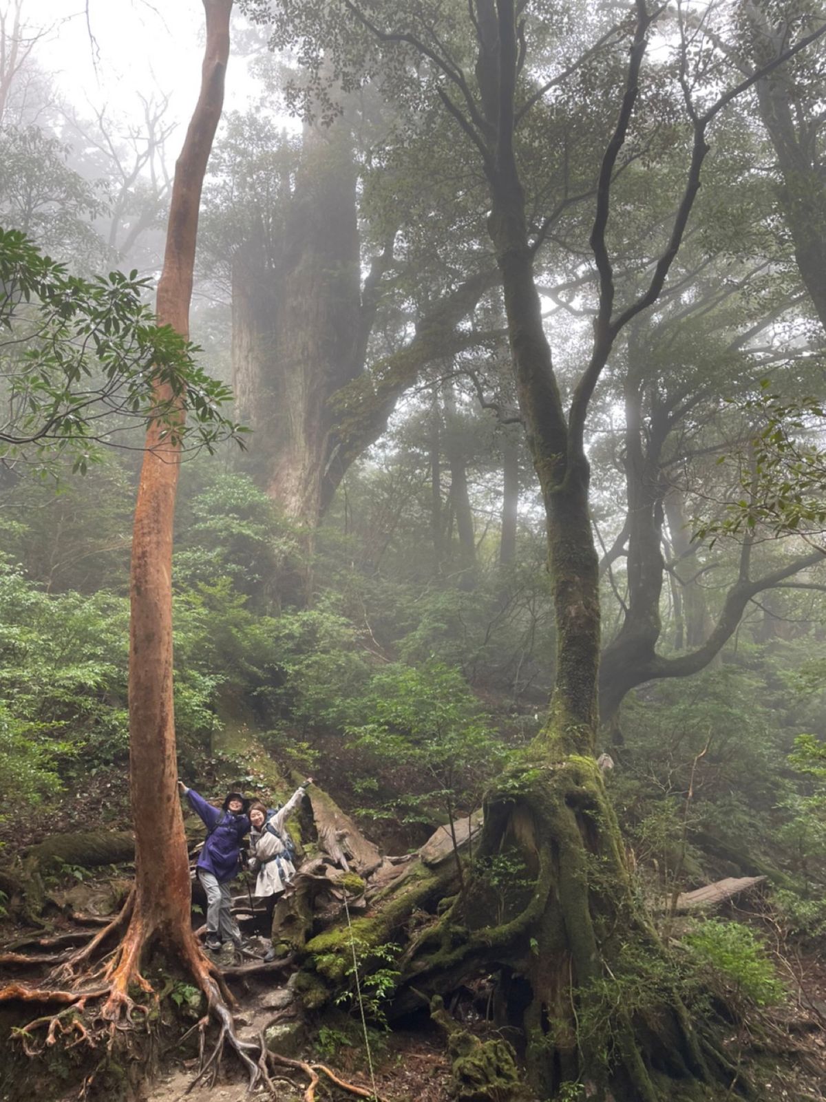 屋久杉の雄大さと
霧がかって神秘的な雰囲気とで

1番お気に入りの写真かも❤️