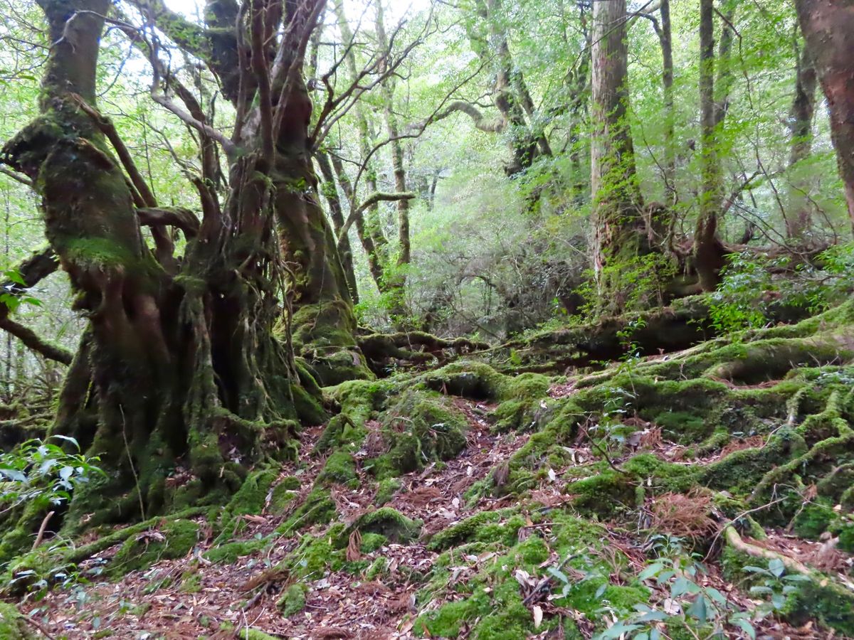 苔むす森

ここから1人撮影タイム📸
なかなかもののけ姫のように幻想的には...