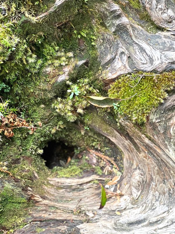 日本・屋久島「初めての屋久島⛰」の写真：木の年輪がアート的
