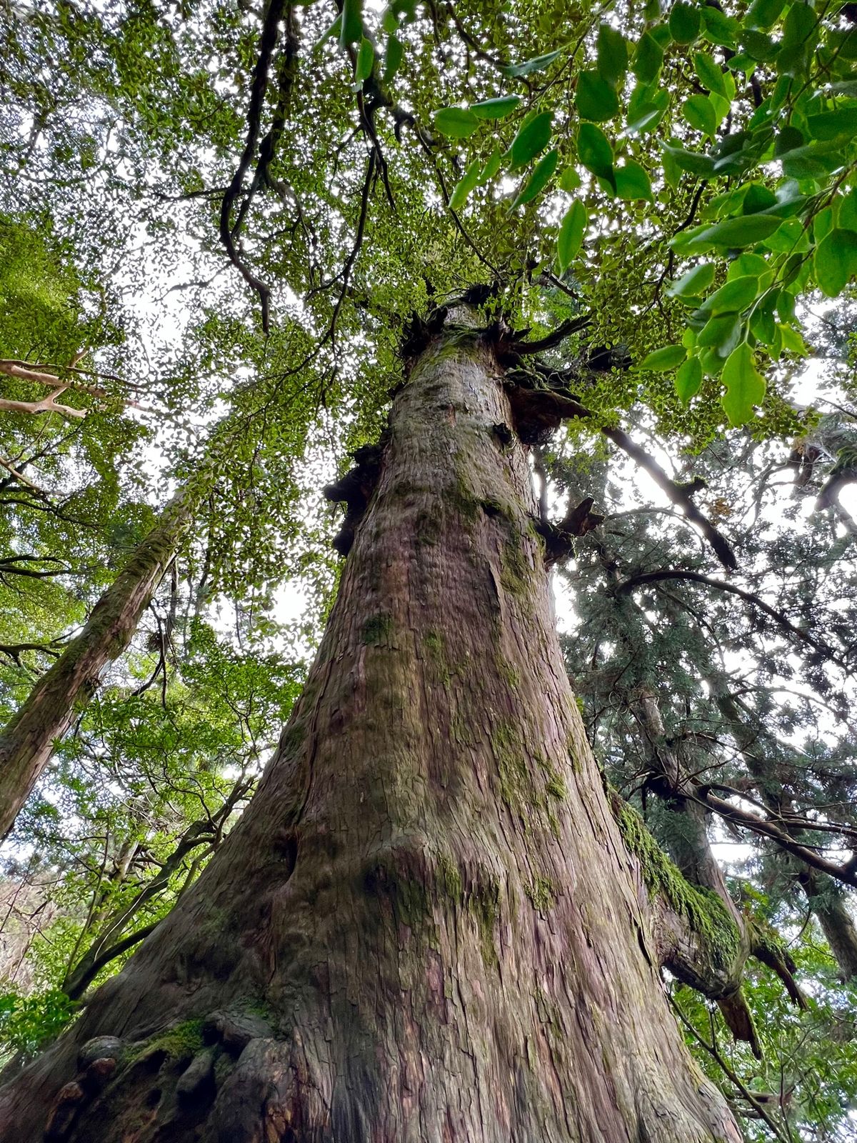日照圏を巡る木々達の争い

場合によっては合体したり🌲

この辺りはヒメシ...
