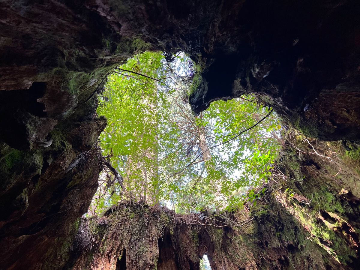 屋久島といえばウィルソン株

中にすっぽりと入れる大きさの切株に
屋久杉の...