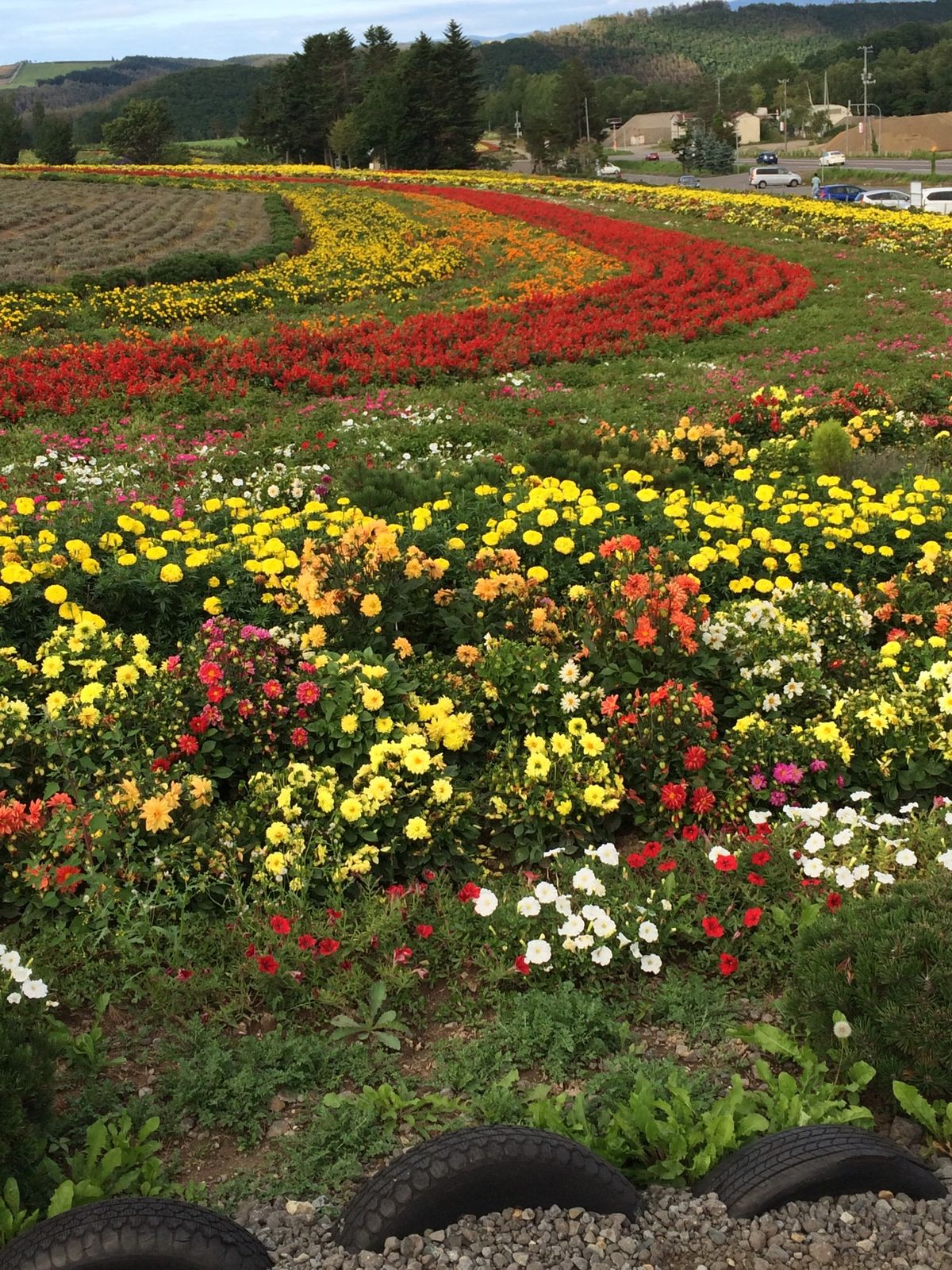 せるぶの丘、美瑛、富良野