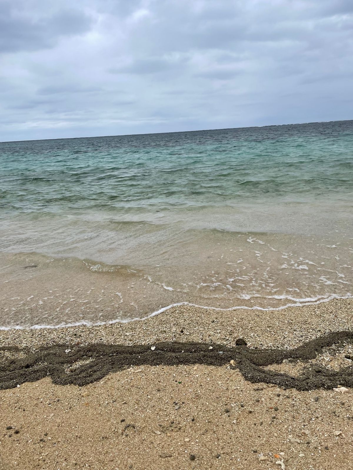 おそらく台湾から流れついたペットボトルが