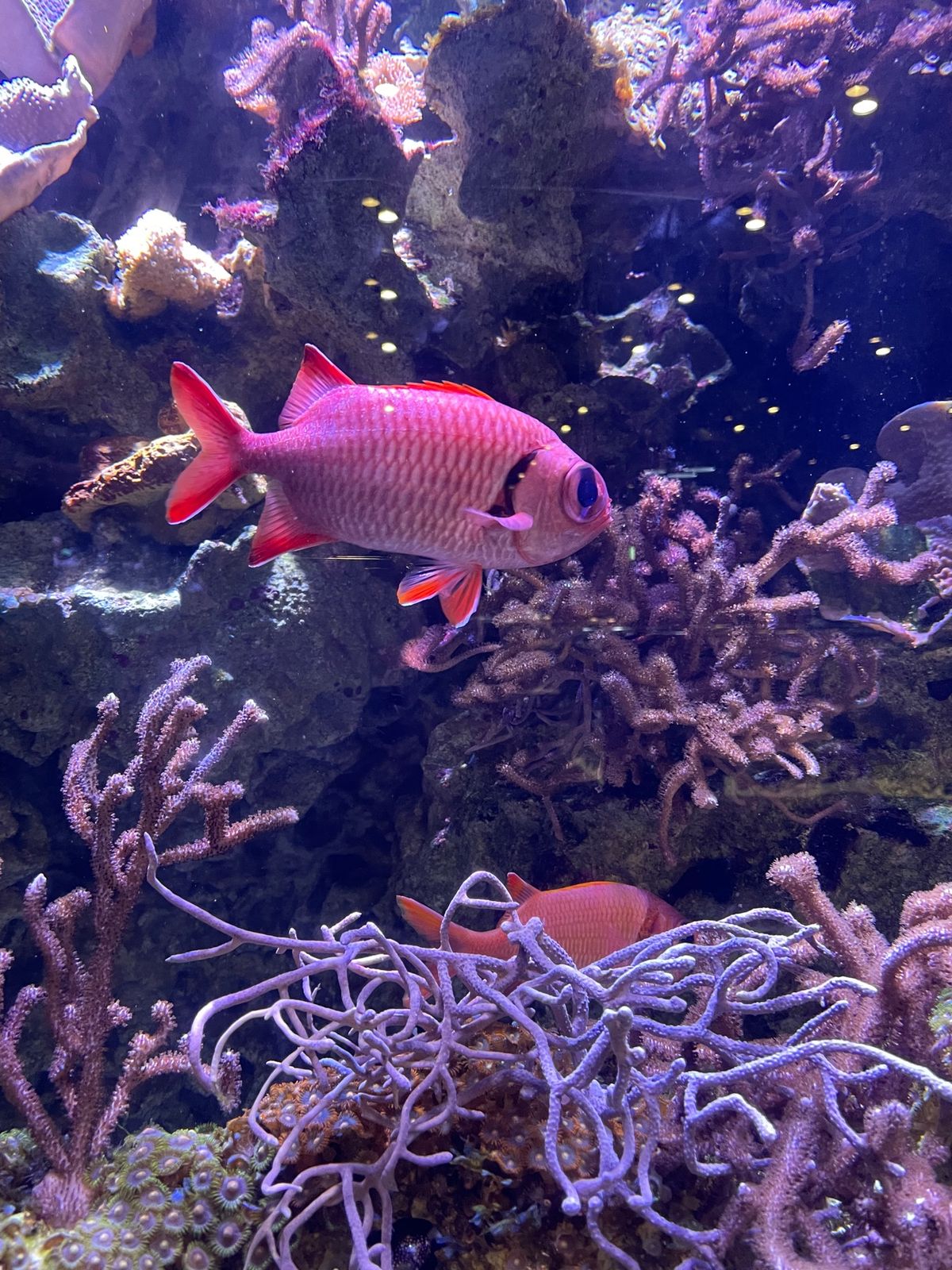 DMMかりゆし水族館
2020年5月オープンの水族館🐠最高