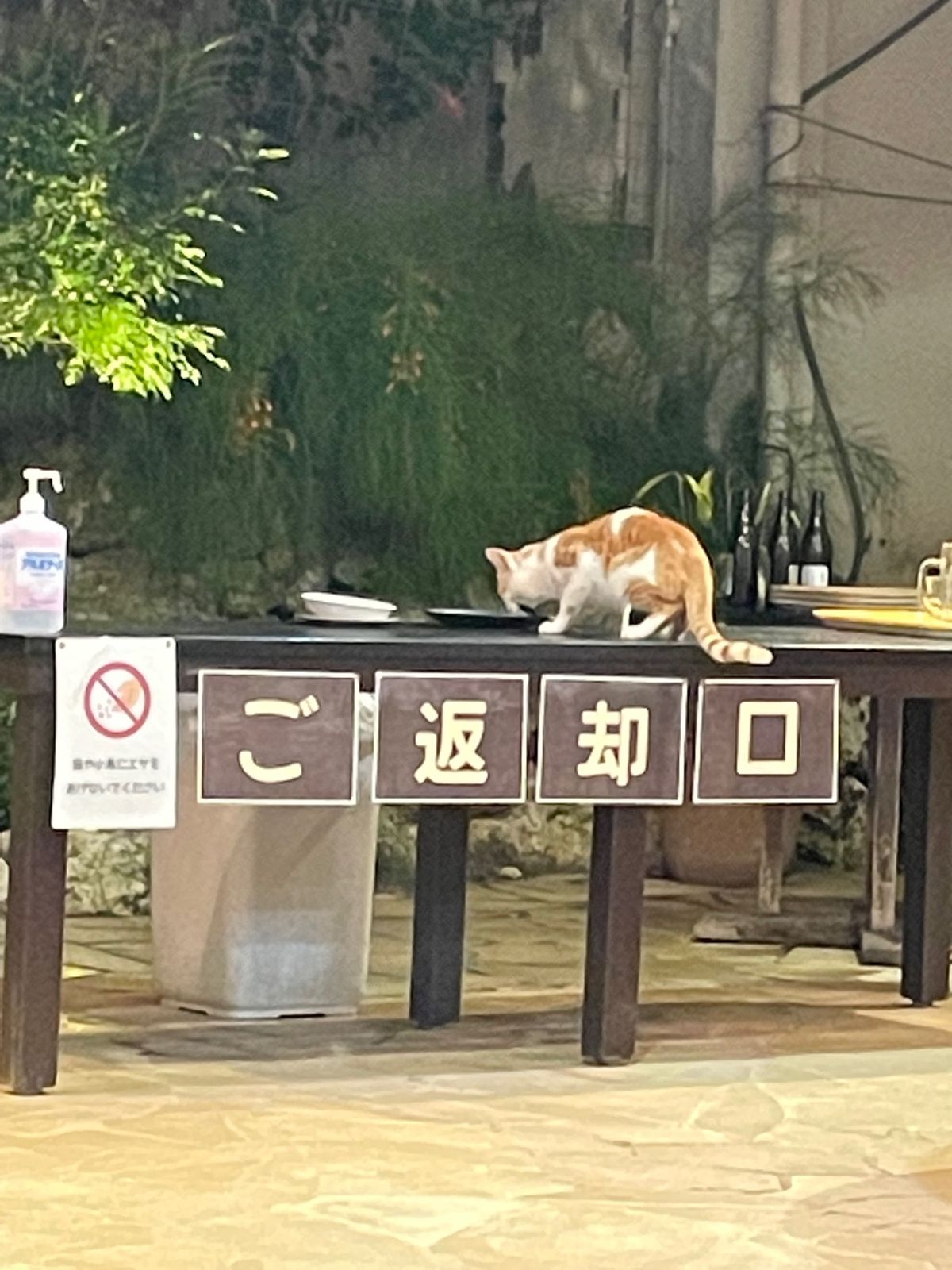 🐈