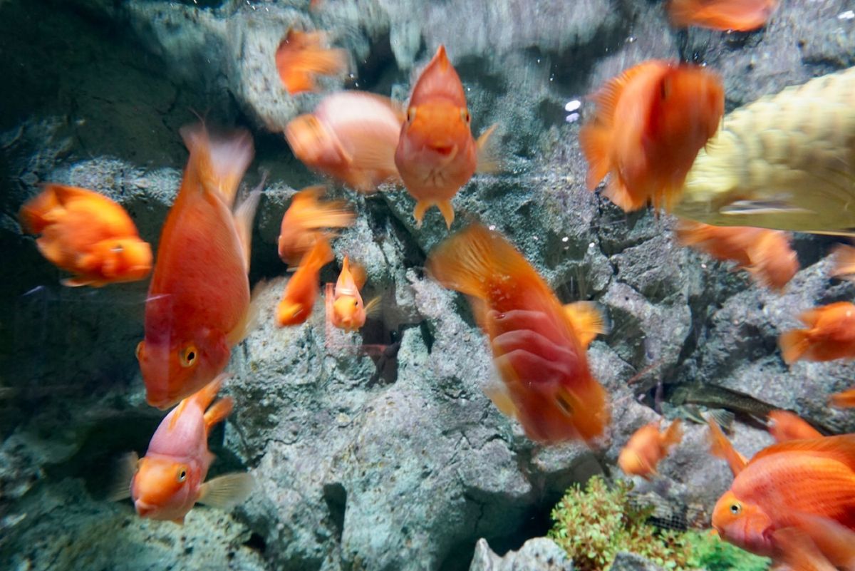 DMMかりゆし水族館
2020年5月オープンの水族館🐠最高