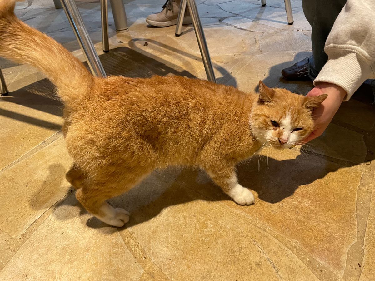 🐈