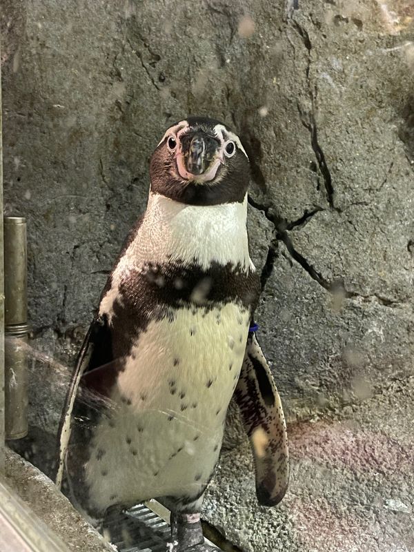 日本・宮古島「宮古島＆かりゆし水族館」の写真：DMMかりゆし水族館
2020年5月オー...