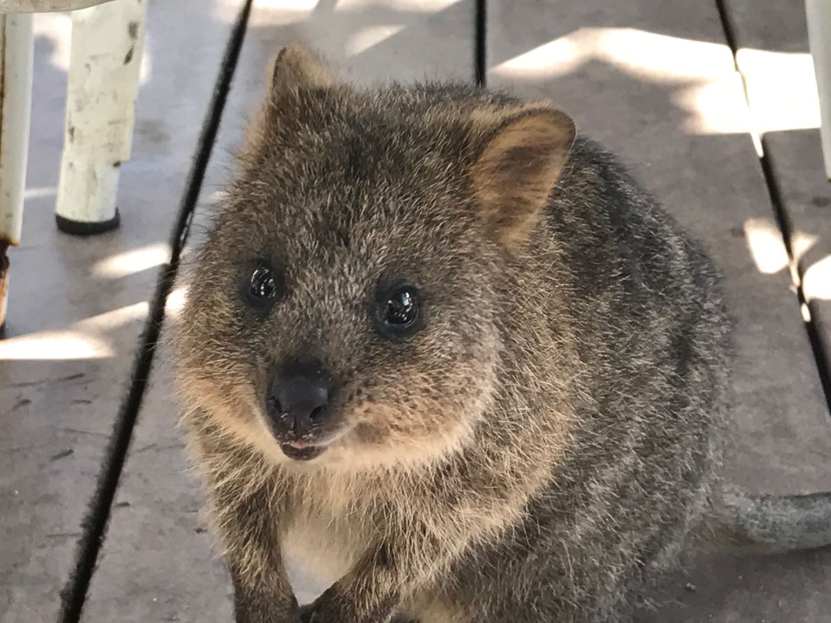 📍アイスワゴン
📍クォッカワラビー
📍Simmo’s
📍Whiteman ...