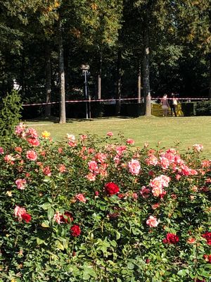 三角屋根、木組みの家もすてきだ

・ローゼンガルテン（バラ公園）
・アーレ...