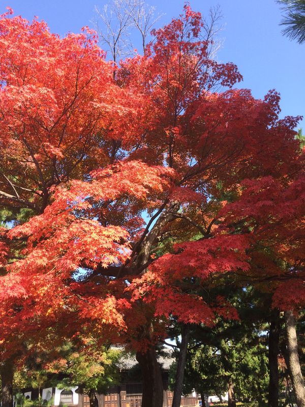 日本・京都「LINEのグループ名は『Team Kyoto』！」の写真