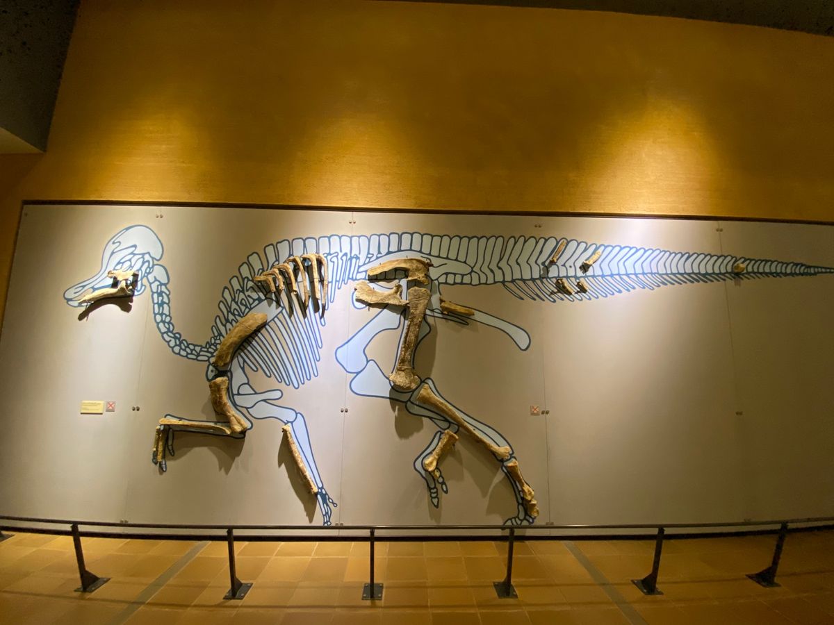 この前爪はどの恐竜だったか…
カッコいいなぁ

もう一つはコリトサウルスの骨🦴