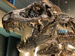 ティラノサウルスレックスの頭部
かっこよ！！！🦖