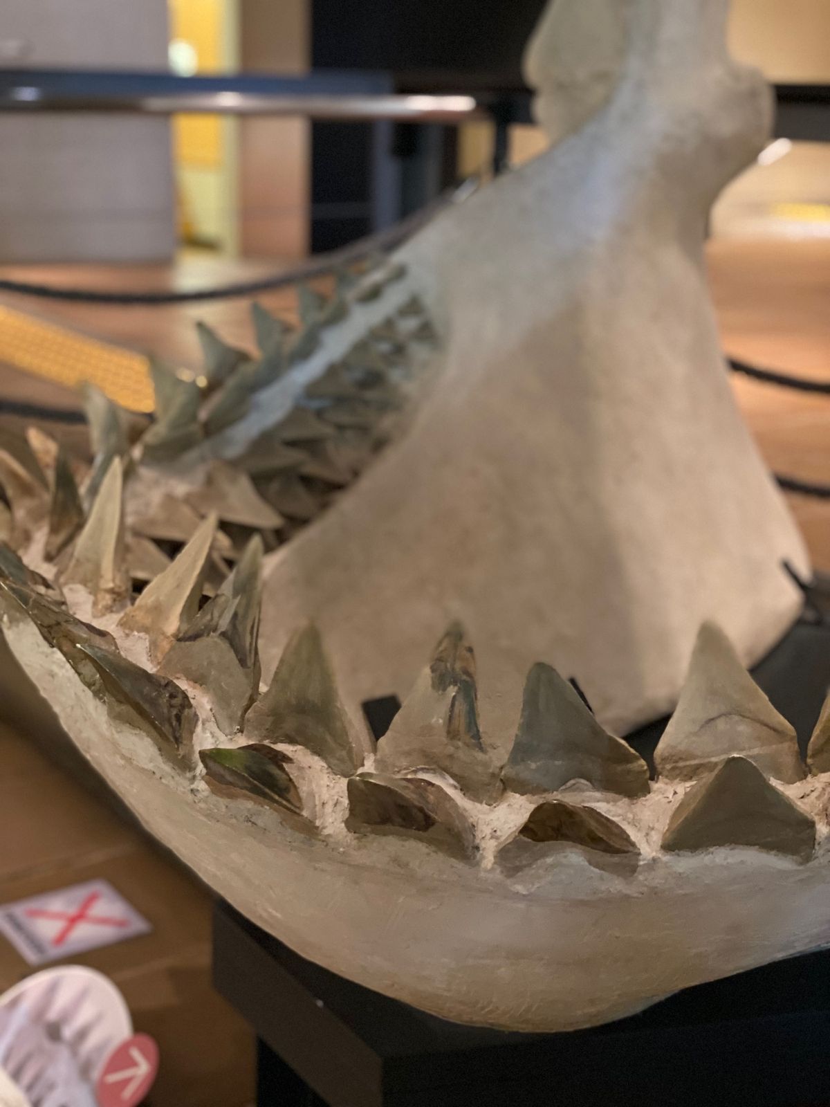 メガロドンの顎
この展示方法いいなぁ
歯が凄い！
