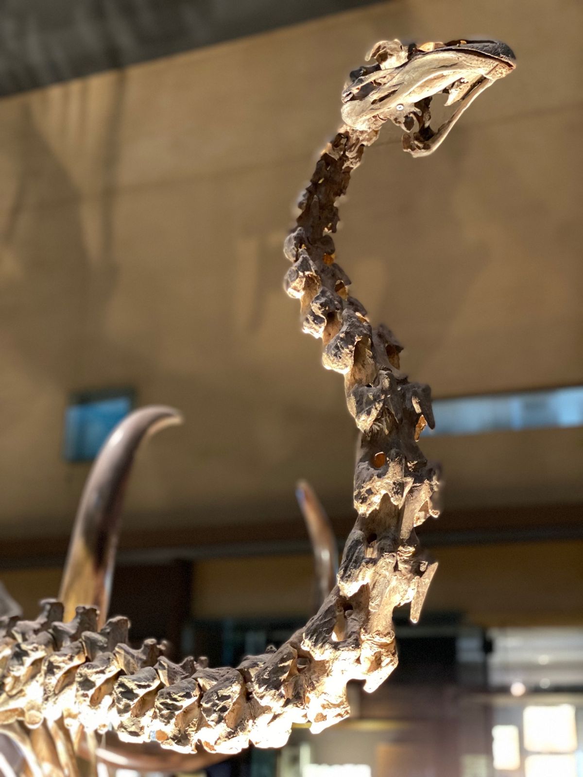 ナウマンゾウと
マムートの頭部と
モア

マムートの頭部の大きさよ
頭蓋骨...