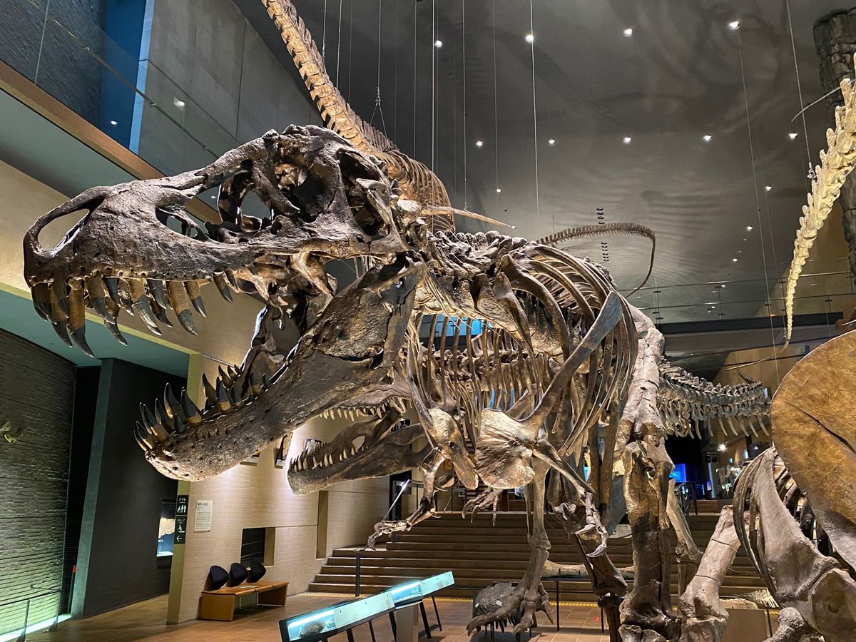 ティラノサウルスレックスの頭部
かっこよ！！！🦖