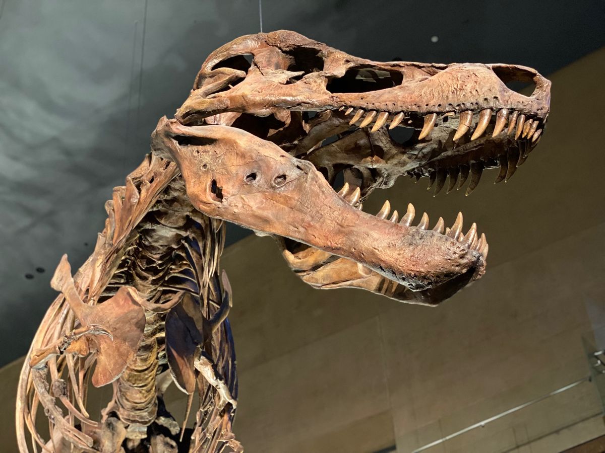 何気に初めて行く
いのちのたび博物館🦖

まずは「スー」として知られるティ...