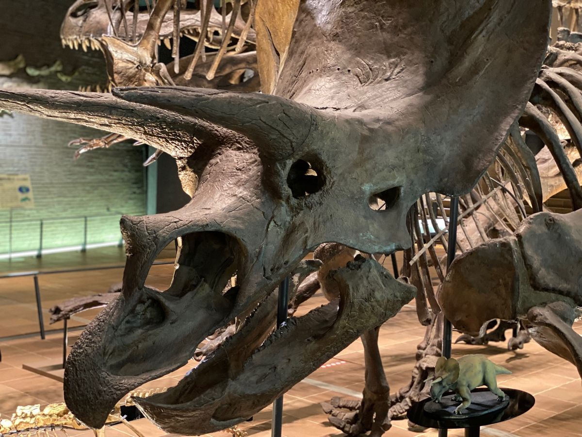 トリケラトプス全身骨格のレプリカ
何度見ても角部分とヒラヒラがカッコよい😍