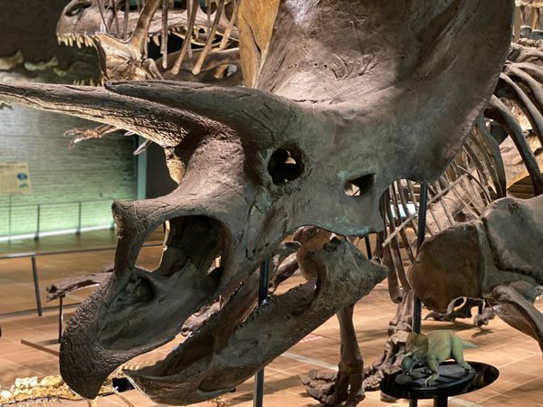 日本・福岡県「初めての🦕いのちのたび博物館🦖」の写真：トリケラトプス全身骨格のレプリカ
何度見...