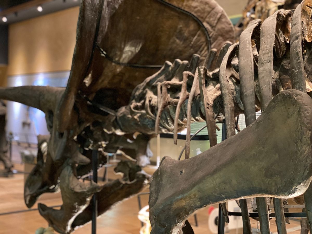 トリケラトプス全身骨格のレプリカ
何度見ても角部分とヒラヒラがカッコよい😍