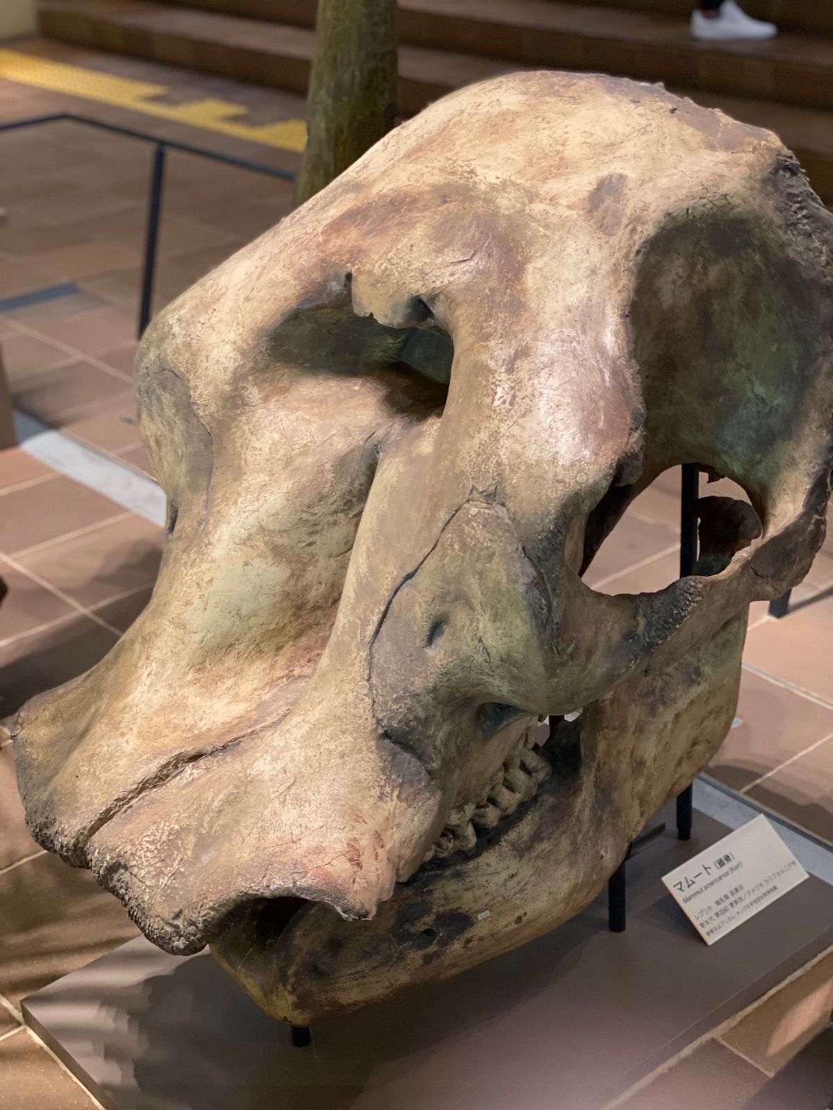 ナウマンゾウと
マムートの頭部と
モア

マムートの頭部の大きさよ
頭蓋骨...