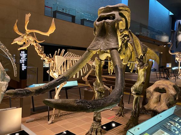 日本・福岡県「初めての🦕いのちのたび博物館🦖」の写真：ナウマンゾウと
マムートの頭部と
モア
...