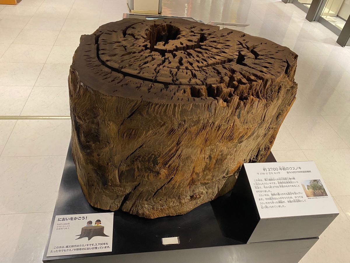 3700年前のクスノキ

今でも匂いがしてビックリ