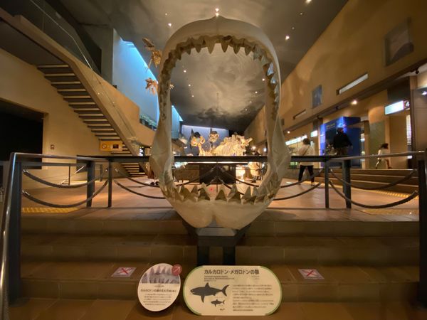 日本・福岡県「初めての🦕いのちのたび博物館🦖」の写真：メガロドンの顎
この展示方法いいなぁ
歯...