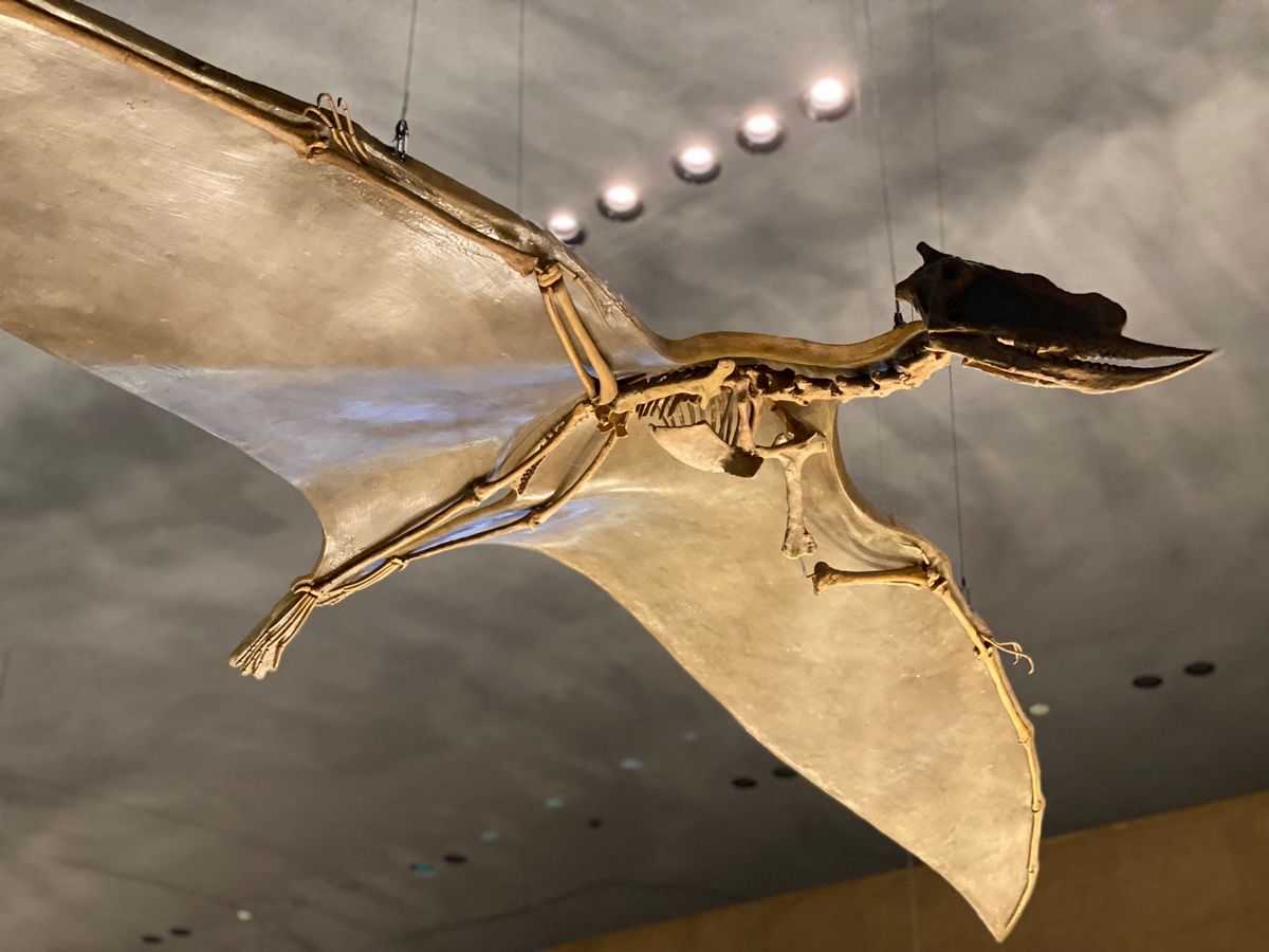 展示色々

生きてる虫はそんなに得意ではないけど
こうやって展示されると
...