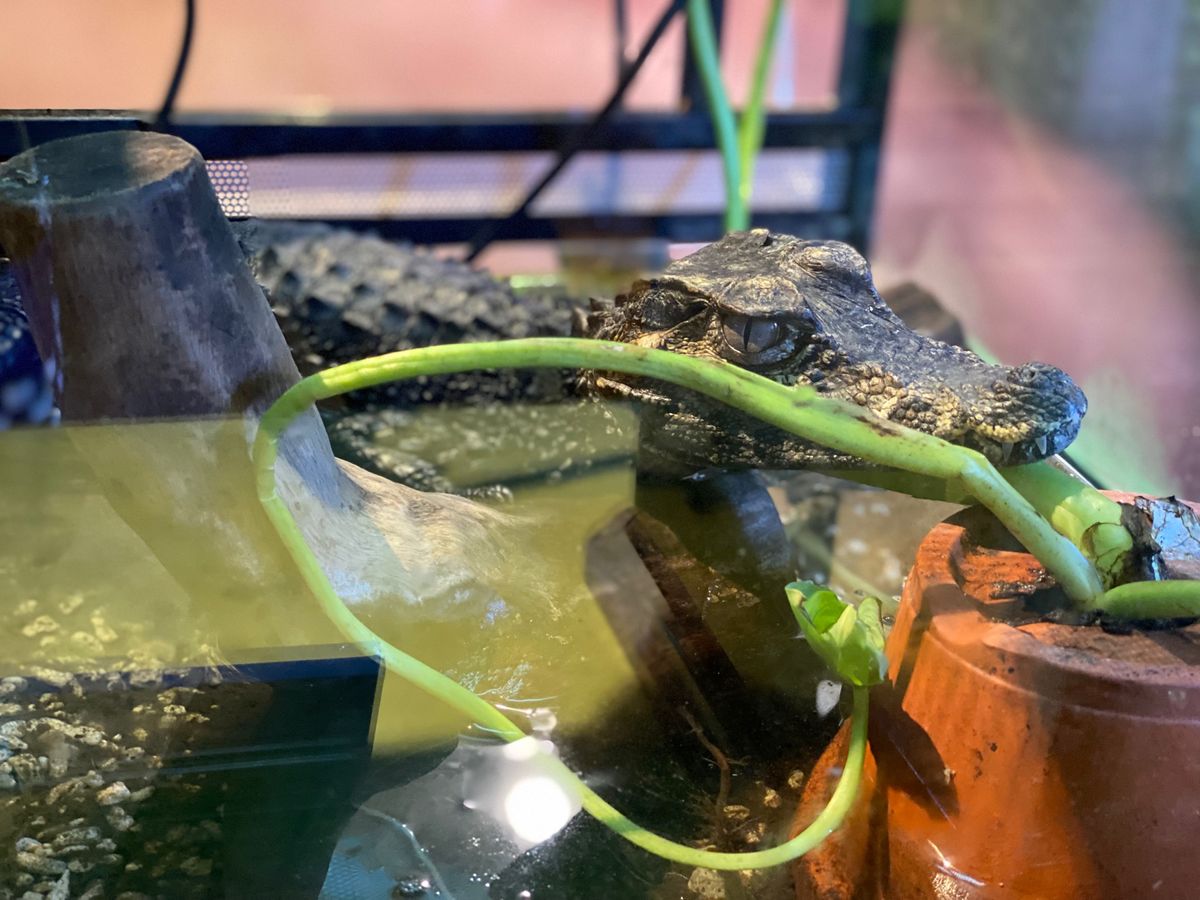 展示色々

生きてる虫はそんなに得意ではないけど
こうやって展示されると
...