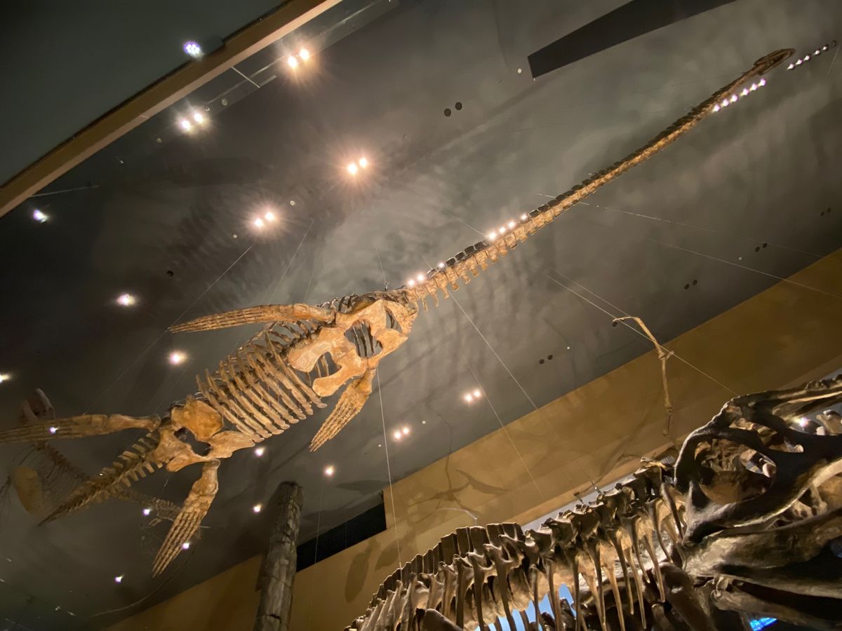 首長竜

でっかい！！！
天井に吊るす展示好き☺️