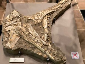 モササウルスの頭部と
アパトサウルスの大腿骨🦴

人生やり直せるならプレパ...
