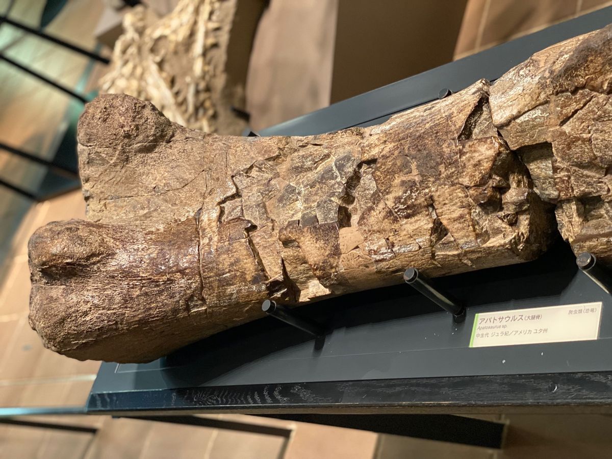 モササウルスの頭部と
アパトサウルスの大腿骨🦴

人生やり直せるならプレパ...