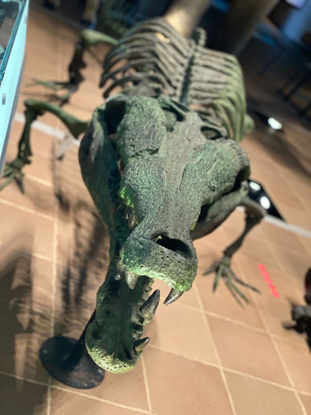 サーベルタイガーとマチカネワニ

牙がかっこよ！