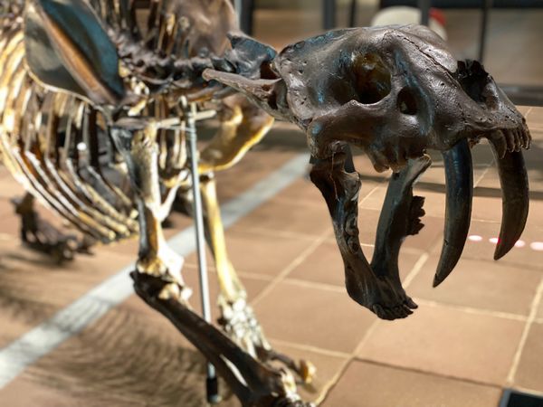 日本・福岡県「初めての🦕いのちのたび博物館🦖」の写真：サーベルタイガーとマチカネワニ

牙がか...