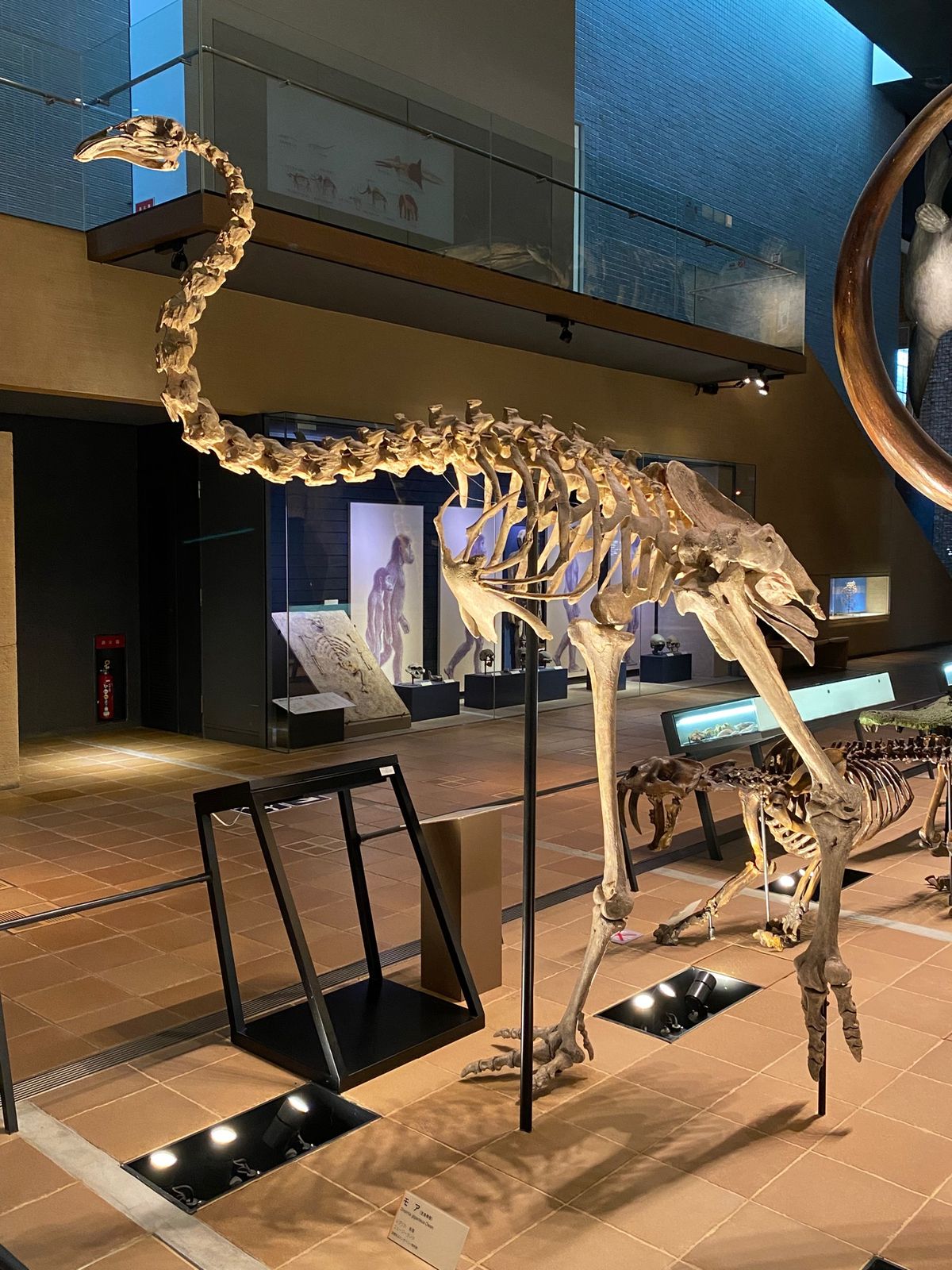 ナウマンゾウと
マムートの頭部と
モア

マムートの頭部の大きさよ
頭蓋骨...