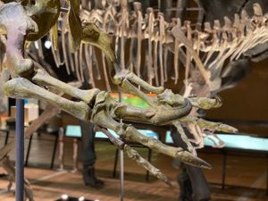 この前爪はどの恐竜だったか…
カッコいいなぁ

もう一つはコリトサウルスの骨🦴