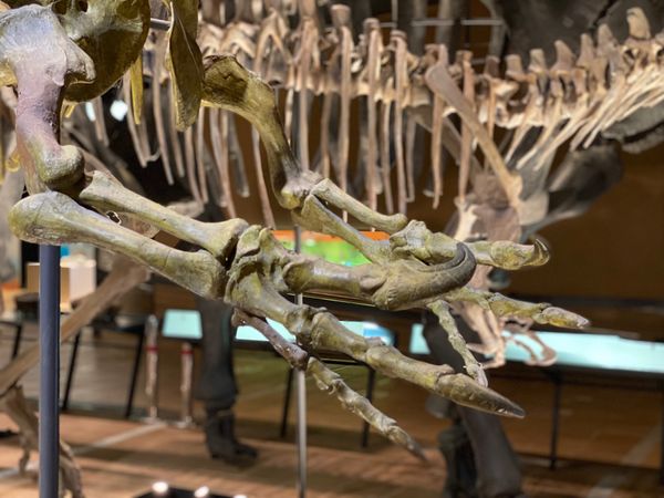 日本・福岡県「初めての🦕いのちのたび博物館🦖」の写真：この前爪はどの恐竜だったか…
カッコいい...