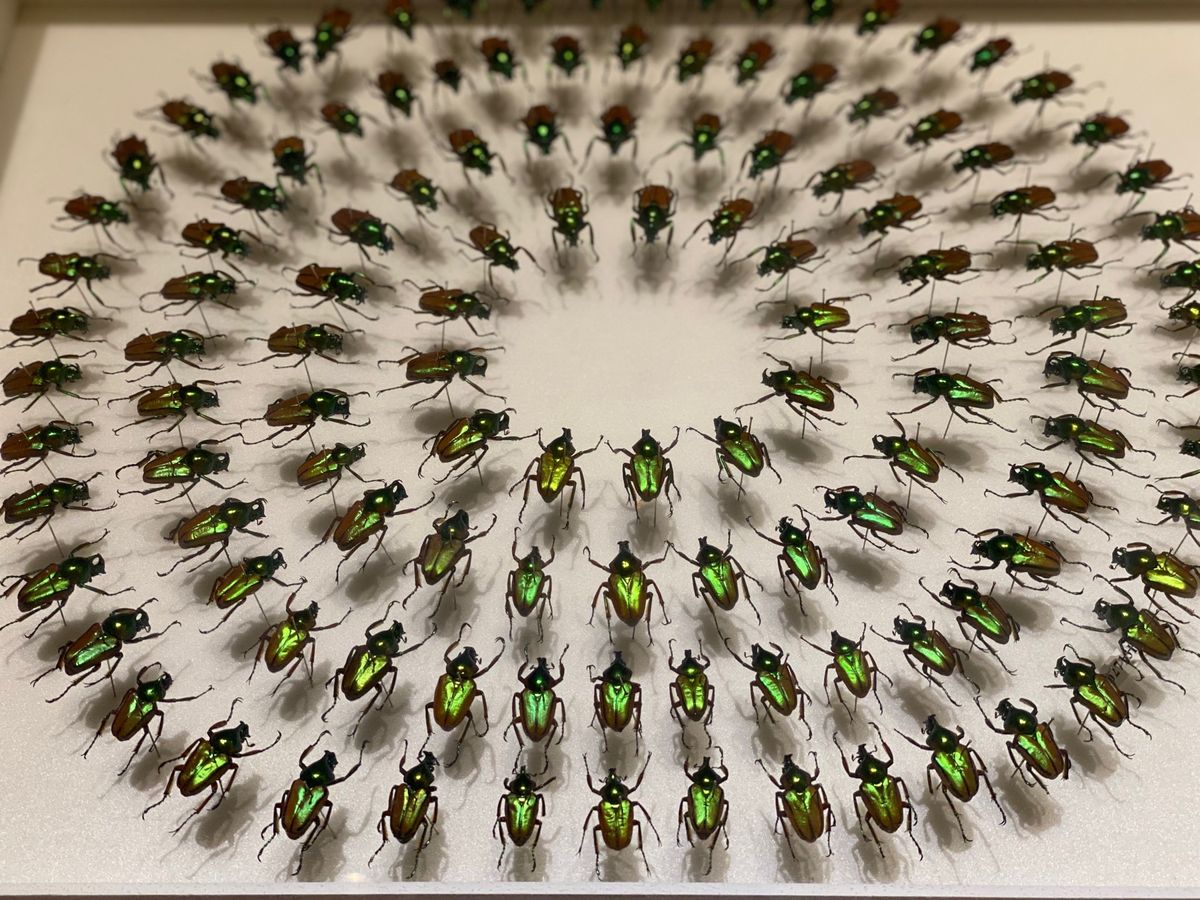 展示色々

生きてる虫はそんなに得意ではないけど
こうやって展示されると
...