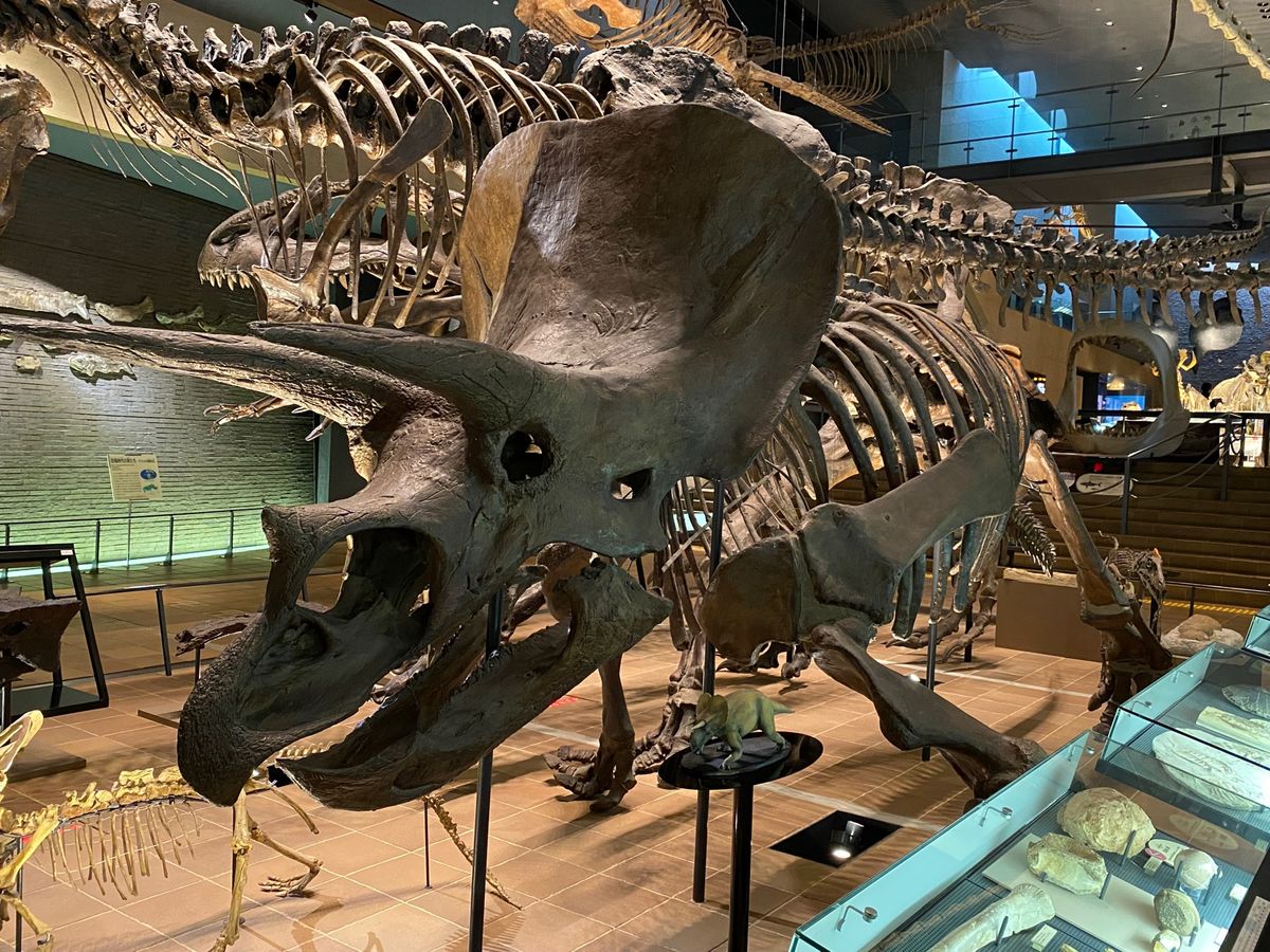 トリケラトプス全身骨格のレプリカ
何度見ても角部分とヒラヒラがカッコよい😍