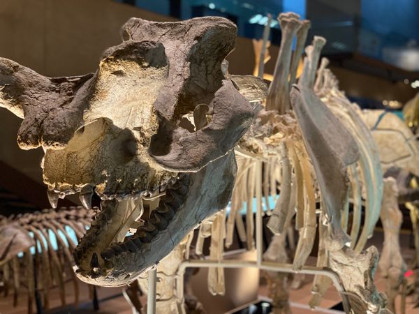 日本・福岡県「初めての🦕いのちのたび博物館🦖」の写真：プロントテリウムの骨格標本
角が注目ポイ...