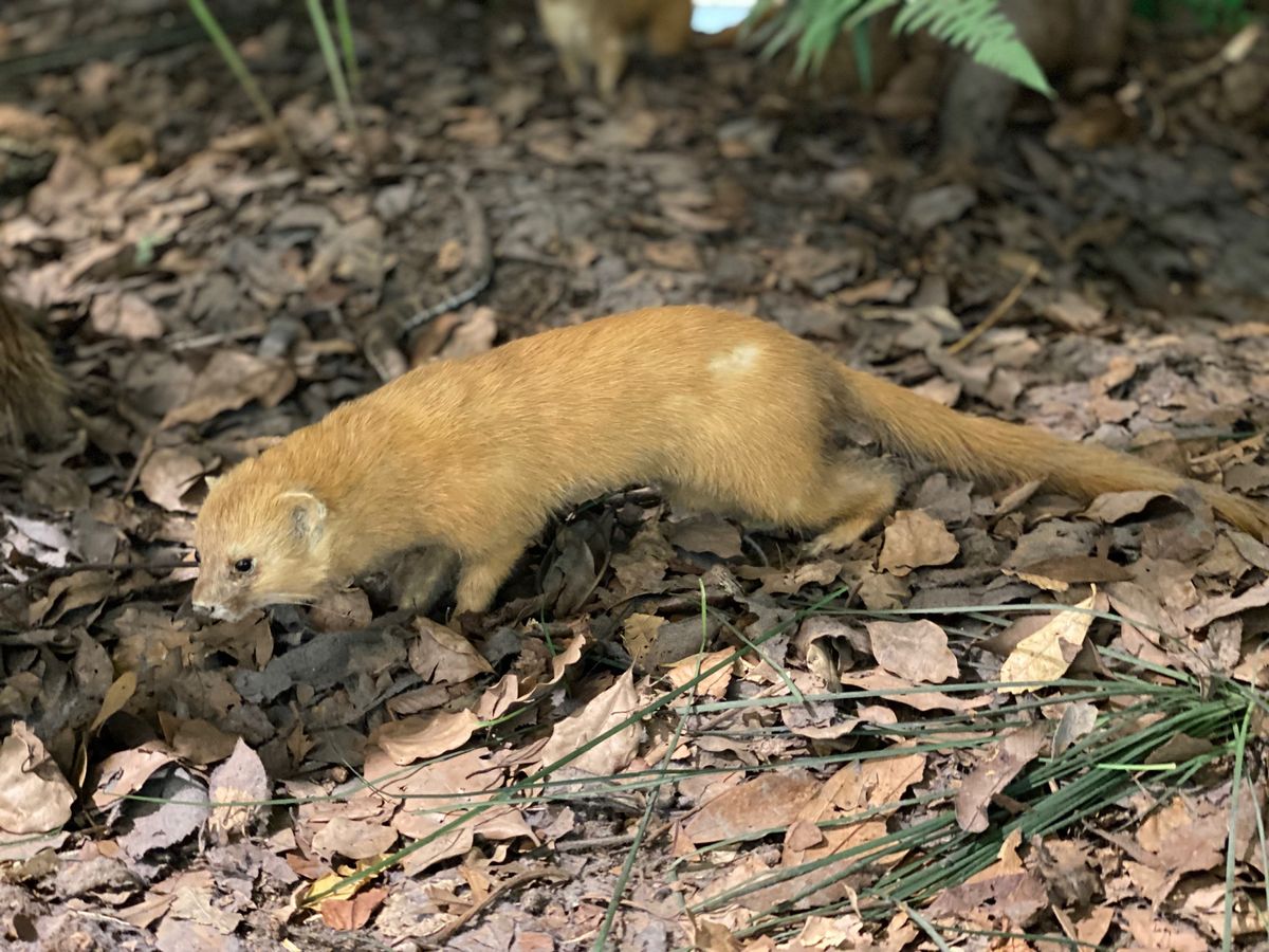 展示色々

生きてる虫はそんなに得意ではないけど
こうやって展示されると
...