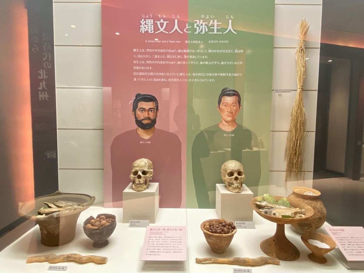 弥生時代の暮らし


私は完全に弥生系の系統だなぁ